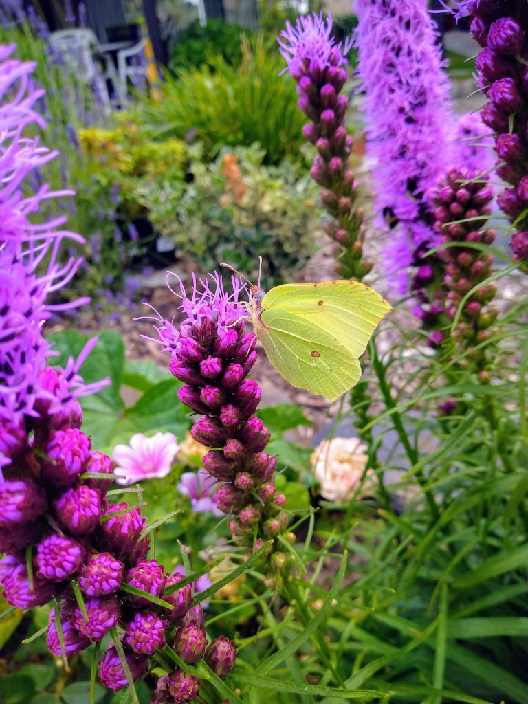 Die Gartenschau Bad Lippspringe mit tollen Pflanzen und einem Schmetterling
